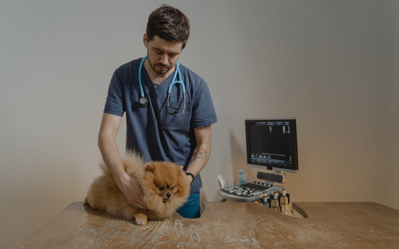 Medicina Veterinária